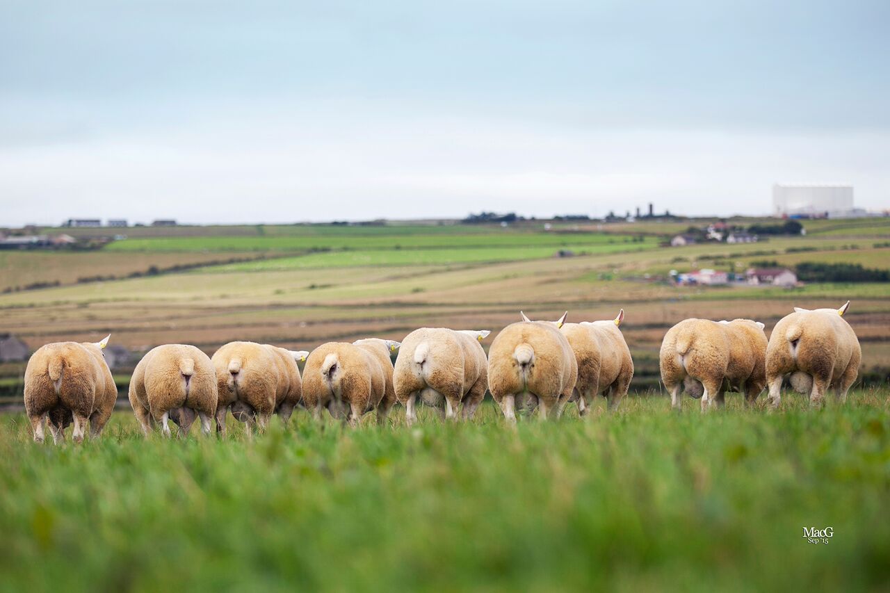 sutherland shearlings.jpg